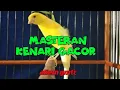 Download Lagu Masteran kenari gacor speed lambat