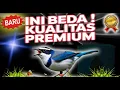 Download Lagu Ini Mewah Banget ‼️ Masteran Burung Full Isian Rapet Buat Fighter Sultan 🐦