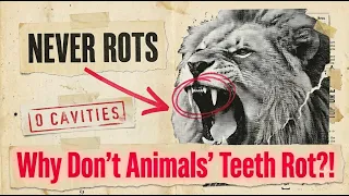 Why Animal Teeth Never Rot - And Why Yours Do #lion #cavities
