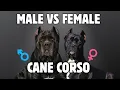 Male Vs Female Cane Corso 10 Differences Between Them