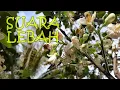 Download Lagu Suara Lebah Terbang Mengerubungi Bunga (Bee Sounds)