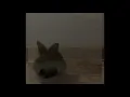 Nala bunny having fun