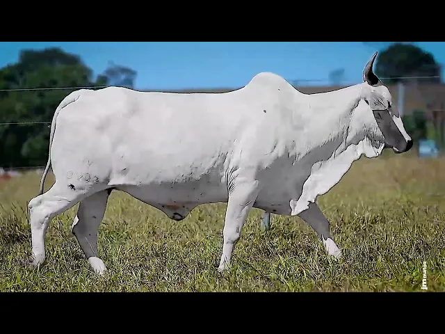 Matriz Nelore JHY - 10702