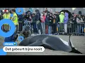 Lagu Orka aangespoeld op strand in België