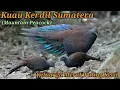 Kuao Kerdil Sumatera di alam bebas