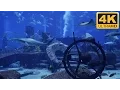 Download Lagu Screen Saver of 4K Shark Aquarium - Download as PC or TV Shark Screensaver