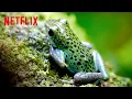 Poison Dart Frogs Life in Color with David Attenborough Netflix After School