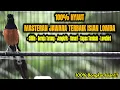 Download Lagu MASTERAN MURAI BATU ISIAN TERBAIK SEPANJANG MASA BONGKAR MATERI CILILIN DAN KENARI