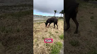 #fypシ #Fyp #Dream #pets #doberman
