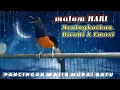 Download Lagu Pancingan murai batu malam hari,untuk masteran dan pendongkrak emosi dan birahi