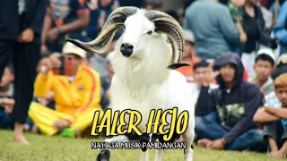 laler hejo musik pamidangan domba garut versi bajidoran musik sunda musik kudarenggong mp3 