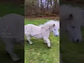 Download Lagu Funny Miniature horse TikTok! 🤣🐴
