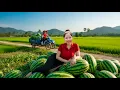 REWIND TIMELAPSE -188 Days Harvesting 1000+ Watermelons in the Wild Fields Goes to Market Sell