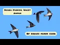 Download Lagu suara panggil ampuh memikat walet sp birahi musim cuek Link dibagikan khusus untuk para subscriber