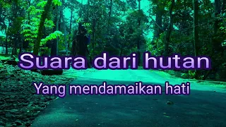 suara hutan yang mendamaikan hati