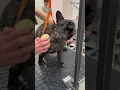 Download Lagu Настроение #french #puppy #cute #pets #юмор #прикол #bulldog #funny #animals #dog #funnydog #shorts
