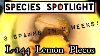 Download The NEON YELLOW - L144 LEMON PLECO! My Bristlenose Ancistrus  Have Had 3 Spawns of Fry in 9 Weeks! MP3