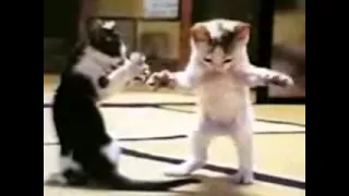 قطه ترقص بابا حبيبي بابا 