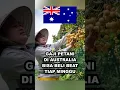 Download Lagu Petani TKI di Australia Digaji 1 Unit Honda Beat Baru per Minggu