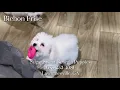 Adorable Bichon Frise Puppy Litter