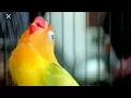 Download Lagu Pancingan lovebird yang males bunyi