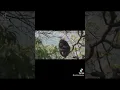 Chimp eats monkey