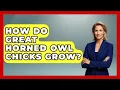 How Do Great Horned Owl Chicks Grow - Bird Watching Diaries