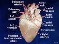 Heart Sheep External Anatomy