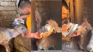 العجل عنتر وعيد و تجميعه فيديوهات مضحكه و كوميديه جدا ايمن محمد 