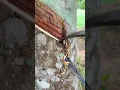 Download Lagu Rubber tapping🌳 #rubberfarming #satisfying #woodworking #rubbertapping #rubbertree #rubbertreeplant