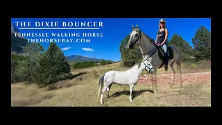 Meet Bouncer Grey Tennessee Walking Gelding For Sale