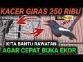 Lagu GILA‼️BELI 250 RIBU KACER GIRAS AKU BANTU RAWATAN AGAR KACER BUKA EKOR FIGHTER KELUAR