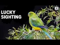Seeing the incredibly rare orange-bellied parrot The Secret Lives Of Our Urban Birds