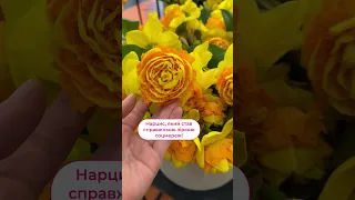 Дивовижний сорт флоріум нарциси квіти 