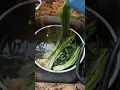 Download Lagu Wash your produce and baking soda and water