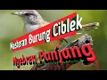 Download Lagu MASTERAN BURUNG CIBLEK NGEBREN PANJANG