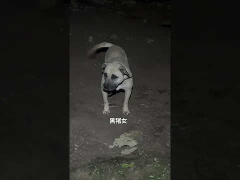 dog sounds #funny #dogtalk #funny #petsempire #dogcommunication #pets #pitbull