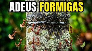 3 FORMAS DE SALVAR SUAS PLANTAS DA FORMIGA CORTADEIRA