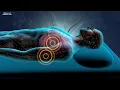 Instant Relief from Stress and Anxiety, Detox Negative Emotions, Calm Meditation Healing Sleep Music