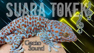 Download GECKO SOUND ‼️ Suara Tokek Besar untuk Pengantar Tidur Anak | Bunyi Tokek - Animal Sounds For Kids MP3