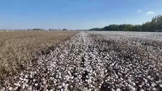 LIVE: A close-up look at the cotton harvest in Xinjiang