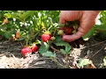 Strawberry Season Friske Orchards