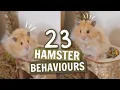23 Hamster Behaviours