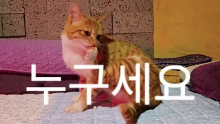 모르는 고양이가 울집에 들어와서 그루밍을 한다 Stray Cat’s Surprise Visit & Grooming