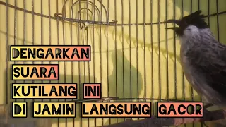 Download SUARA PIKAT KUTILANG DI ALAM LIAR / KUTILANG RIBUT ... MP3