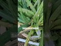 Download Lagu Sansevieria tanduk#shorts