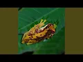 Download Lagu suara kodok