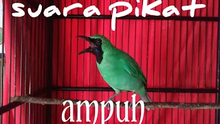 Download SUARA PIKAT CUCAK IJO TERBUKTI AMPUH MP3