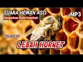 Lagu [ASMR] SUARA HEWAN SUARA LEBAH HORNET