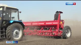 На юге Омской области начали сеять пшеницу